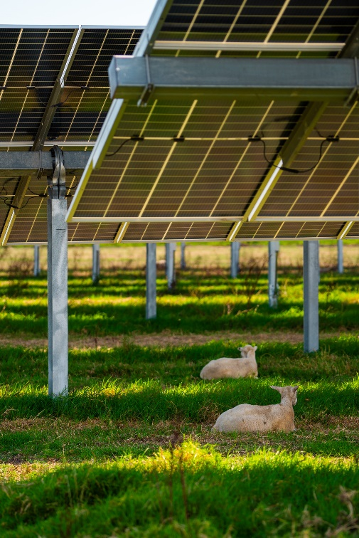 Sheep grazing beneath Trina Solar modules and trackers, Agrivoltaic farming